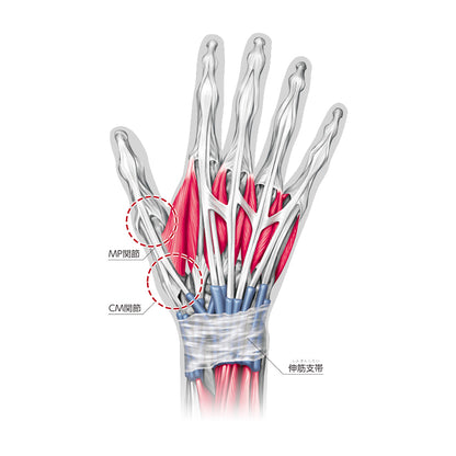 Hg80® Premium Wrist Brace